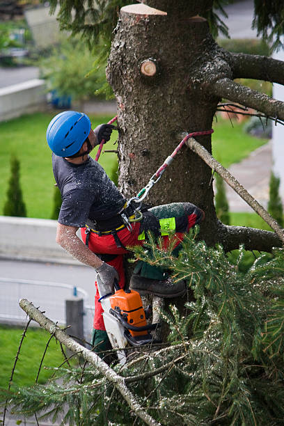 How Our Tree Care Process Works  in  Greenfield, OH